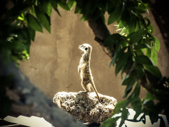 Sunbading meerkat